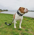 Correa Táctica BESTIA Dog Sport - Negra