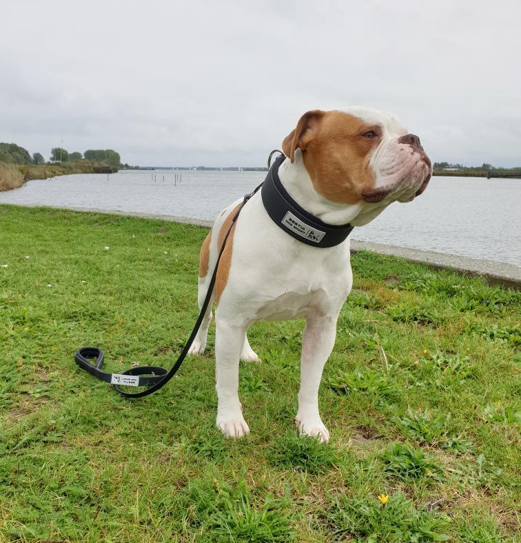 Correa Táctica BESTIA Dog Sport - Negra