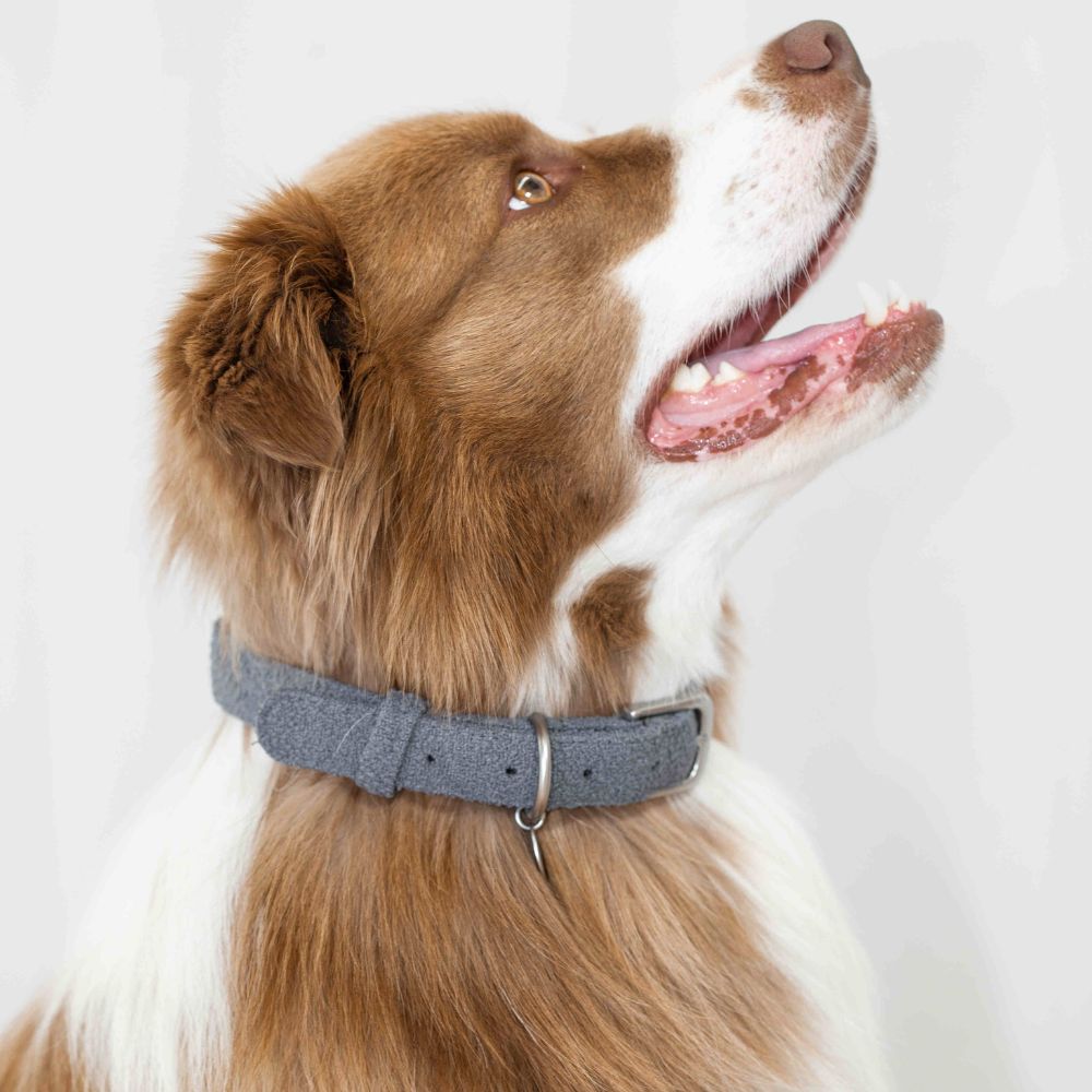 Collares de Paseo Kira Paws