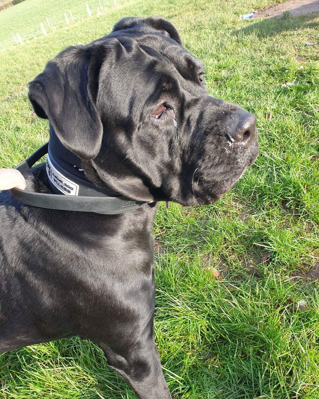 Collar con Asa BESTIA Dog Sport