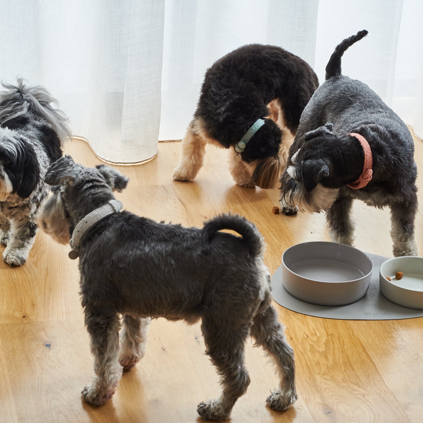 Collares de Paseo Kira Paws