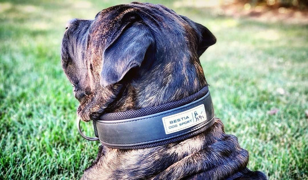 Collar BESTIA Dog Sport